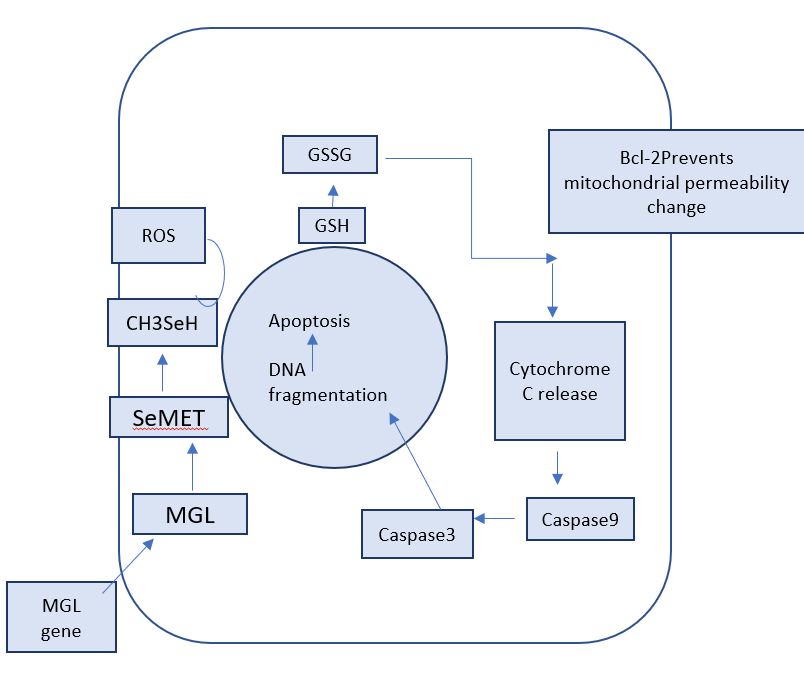 Biology & Microbiology Coaching – B.Sc, M.Sc, NEET & CBSE by Roshni Rajpara